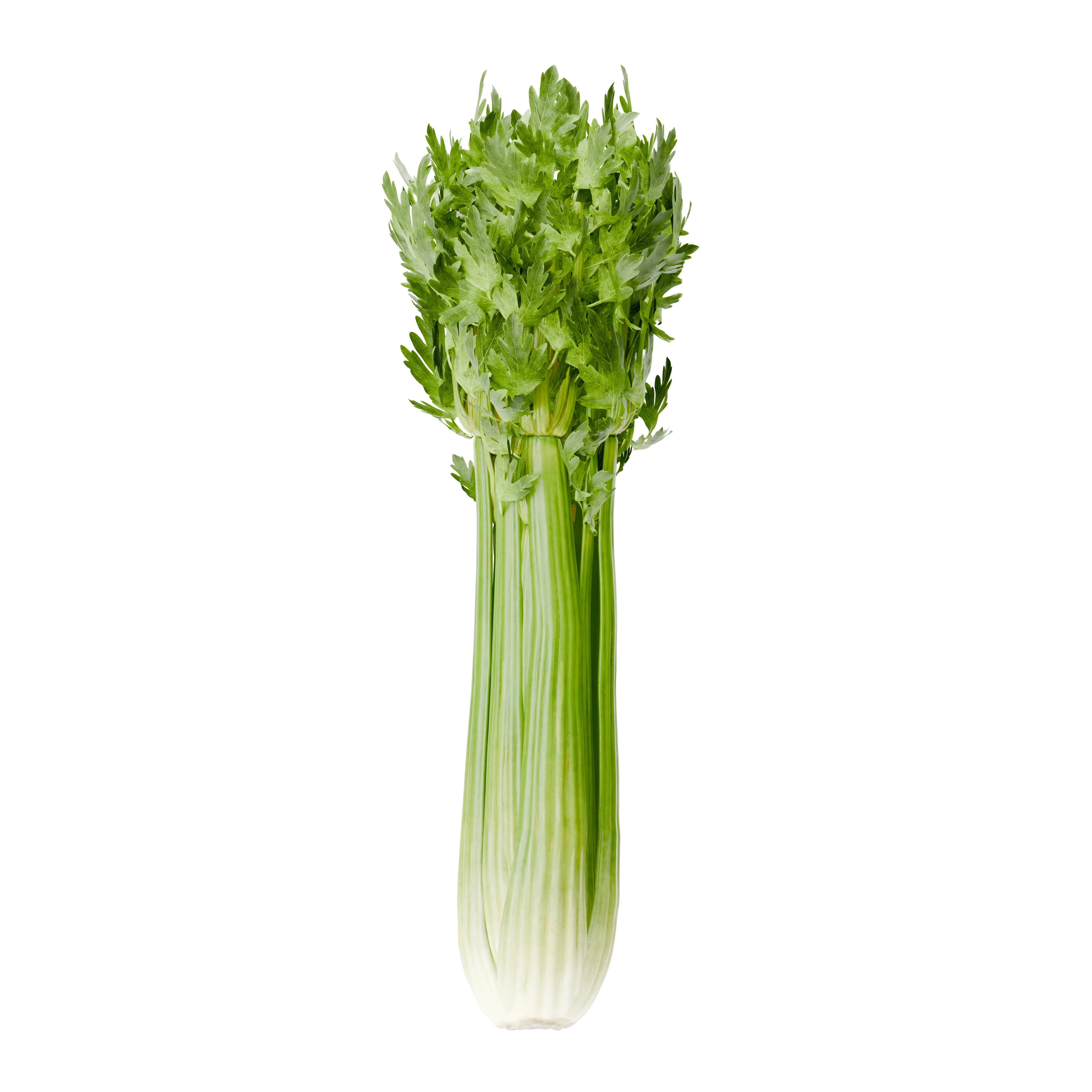 Bleekselderij
