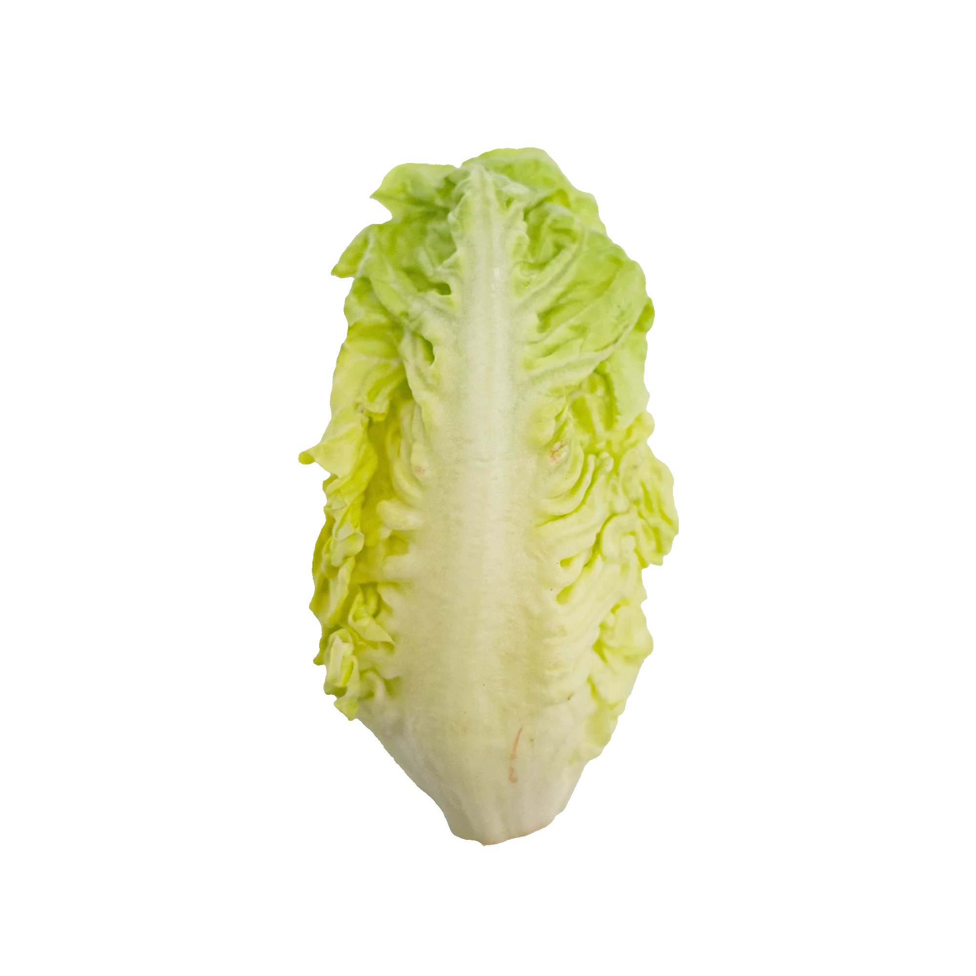 Romaine sla