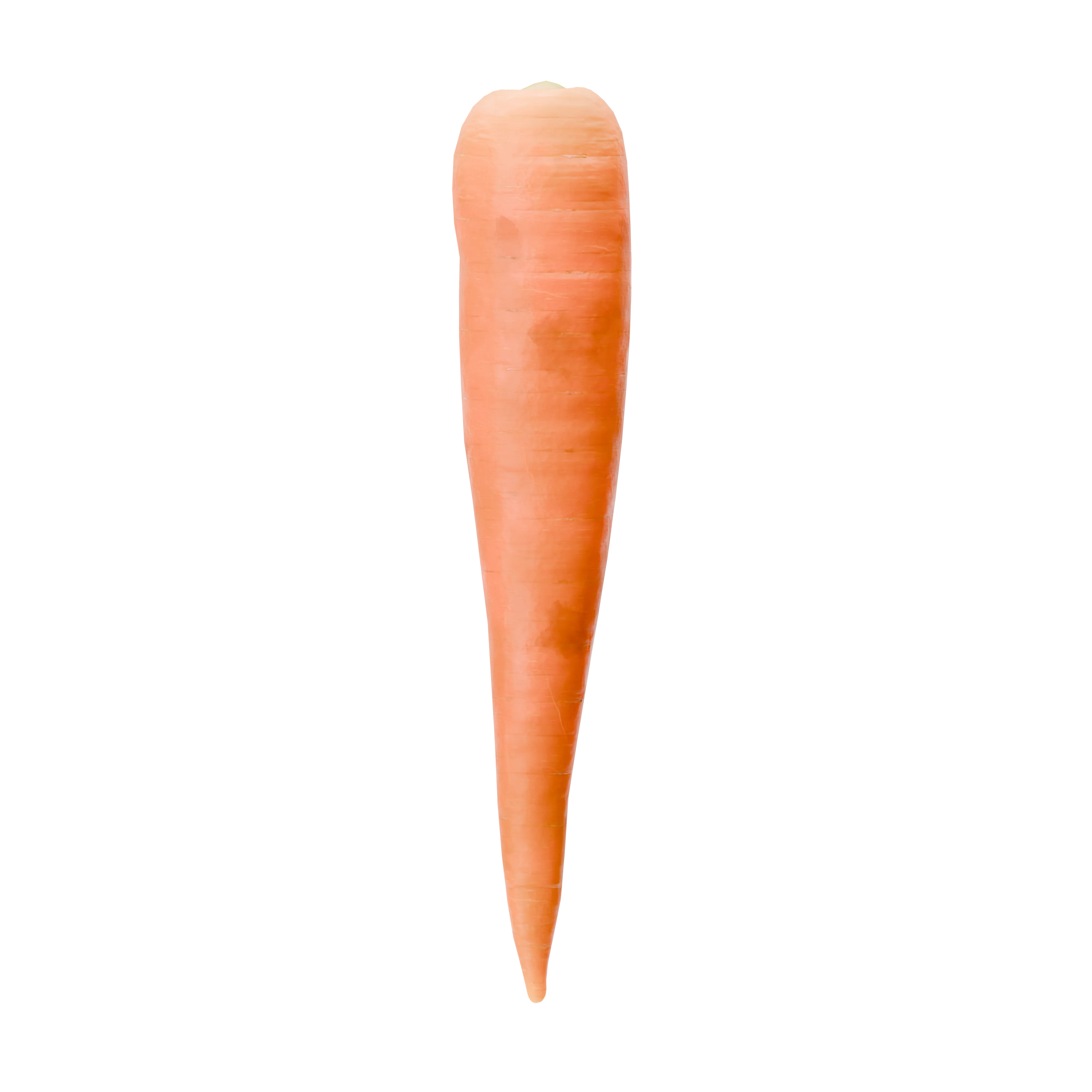 Wortel